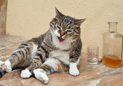 A grey tabby and white cat sits on a brown marbled floor, leaning to its side, in front of a yellow wall. Next to the cat sits an empty glass and a nearly empty bottle of brown liquid that seems like hard liquor. The cat’s eyes are half-open, with contracted pupils, making it seem, anthropomorphically, intoxicated. A grey tabby and white cat sits on a brown marbled floor, leaning to its side, in front of a yellow wall. Next to the cat sits an empty glass and a nearly empty bottle of brown liquid that seems like hard liquor. The cat’s eyes are half-open, with contracted pupils, making it seem, anthropomorphically, intoxicated.
