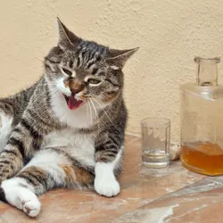 A grey tabby and white cat sits on a brown marbled floor, leaning to its side, in front of a yellow wall. Next to the cat sits an empty glass and a nearly empty bottle of brown liquid that seems like hard liquor. The cat’s eyes are half-open, with contracted pupils, making it seem, anthropomorphically, intoxicated. A grey tabby and white cat sits on a brown marbled floor, leaning to its side, in front of a yellow wall. Next to the cat sits an empty glass and a nearly empty bottle of brown liquid that seems like hard liquor. The cat’s eyes are half-open, with contracted pupils, making it seem, anthropomorphically, intoxicated.