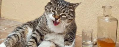 A grey tabby and white cat sits on a brown marbled floor, leaning to its side, in front of a yellow wall. Next to the cat sits an empty glass and a nearly empty bottle of brown liquid that seems like hard liquor. The cat’s eyes are half-open, with contracted pupils, making it seem, anthropomorphically, intoxicated. 