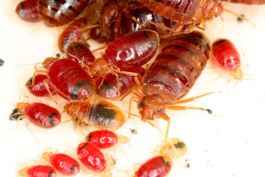 A few red-colored bed bugs against a white background.