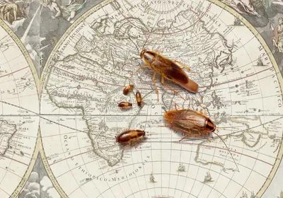Two big, one small, and three smaller cockroaches against a beige-colored world map.