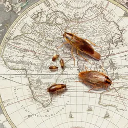 Two big, one small, and three smaller cockroaches against a beige-colored world map.