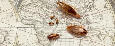 Two big, one small, and three smaller cockroaches against a beige-colored world map.