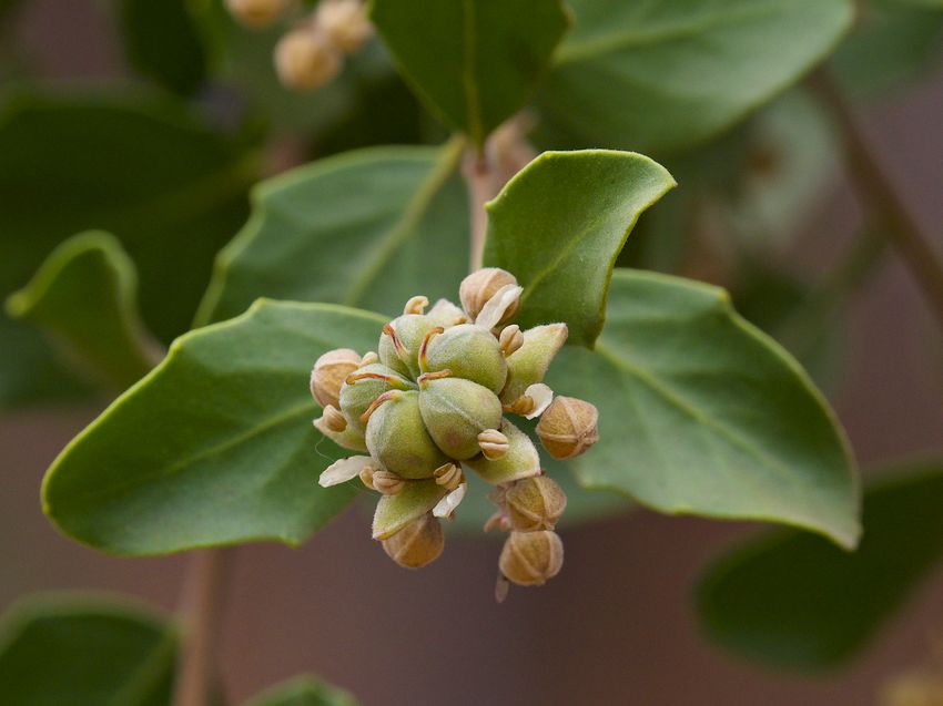 Fruits and leaves of the Chilean soapbark tree, Quillaja saponaria.