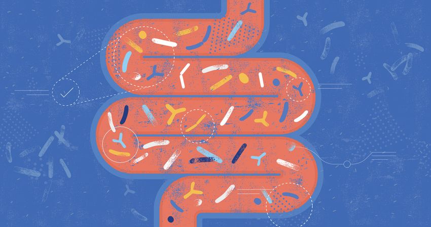 Cartoon image of the intestine in orange, with colorful marks representing the gut microbiota, on a blue background