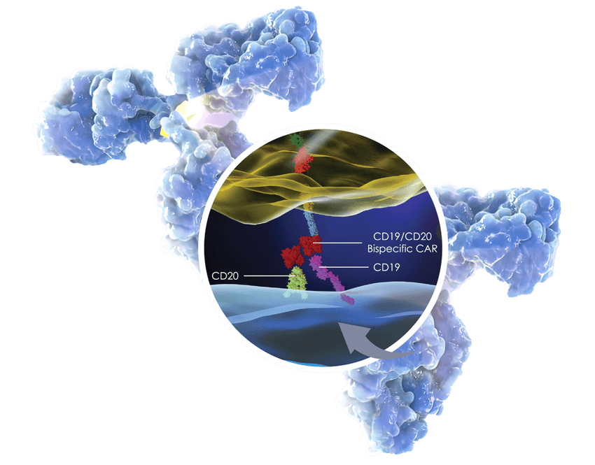 An illustration of bispecific antibodies with an inset showing an antibody binding simultaneously to CD19 and CD20 on B cells. An illustration of bispecific antibodies with an inset showing an antibody binding simultaneously to CD19 and CD20 on B cells.