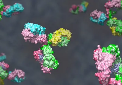 An illustration of bispecific antibodies, showing distinct heavy and light chains derived from two different monoclonal antibodies in contrasting colors. An illustration of bispecific antibodies, showing distinct heavy and light chains derived from two different monoclonal antibodies in contrasting colors.