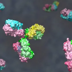 An illustration of bispecific antibodies, showing distinct heavy and light chains derived from two different monoclonal antibodies in contrasting colors. An illustration of bispecific antibodies, showing distinct heavy and light chains derived from two different monoclonal antibodies in contrasting colors.