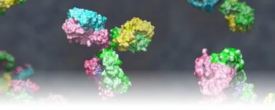 An illustration of bispecific antibodies, showing distinct heavy and light chains derived from two different monoclonal antibodies in contrasting colors.