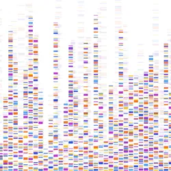 Striated bars illustrating a whole-genome sequencing map Striated bars illustrating a whole-genome sequencing map