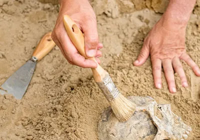 Hands of an anthropologist revealing human skull from dirt. Studying the genomes from fossilized dental plaque revealed information about evolution of the human microbiome. Hands of an anthropologist revealing human skull from dirt. Studying the genomes from fossilized dental plaque revealed information about evolution of the human microbiome.
