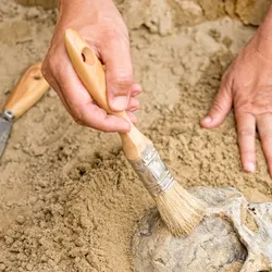 Hands of an anthropologist revealing human skull from dirt. Studying the genomes from fossilized dental plaque revealed information about evolution of the human microbiome.