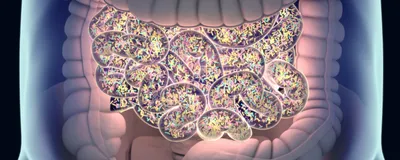 3D illustration of a transparent human abdomen with the large and small intestine visible. The small intestine appears to have a light emanating from within it and is full of yellow, blue, and pink microbes. This image is highlighting the role of the gut microbiome in chronic pain.