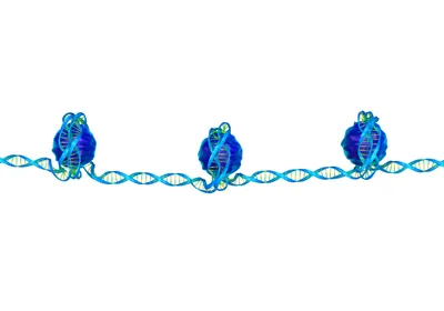 A blue and green DNA strand wrapped around histone proteins, showcasing DNA packaging. A blue and green DNA strand wrapped around histone proteins, showcasing DNA packaging.