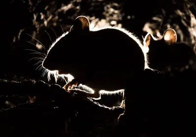 Two mice in a dark tunnel. Two mice in a dark tunnel.
