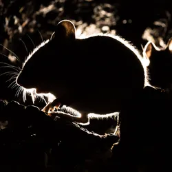 Two mice in a dark tunnel.