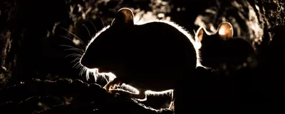 Two mice in a dark tunnel.