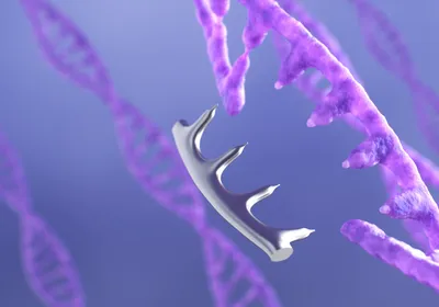 3D rendering of a purple, double-stranded DNA with a few bases from one strand missing and about to be replaced by silver bases, signifying how prime editing allows editing of multiple nucleotides, unlike base editing, and doesn’t induce double-stranded break, unlike the first iteration of CRISPR. 3D rendering of a purple, double-stranded DNA with a few bases from one strand missing and about to be replaced by silver bases, signifying how prime editing allows editing of multiple nucleotides, unlike base editing, and doesn’t induce double-stranded break, unlike the first iteration of CRISPR.