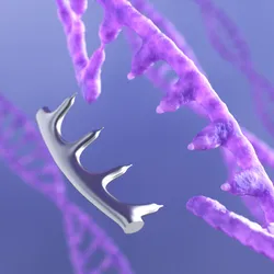 3D rendering of a purple, double-stranded DNA with a few bases from one strand missing and about to be replaced by silver bases, signifying how prime editing allows editing of multiple nucleotides, unlike base editing, and doesn’t induce double-stranded break, unlike the first iteration of CRISPR. 