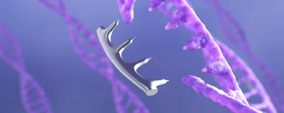 3D rendering of a purple, double-stranded DNA with a few bases from one strand missing and about to be replaced by silver bases, signifying how prime editing allows editing of multiple nucleotides, unlike base editing, and doesn’t induce double-stranded break, unlike the first iteration of CRISPR. 