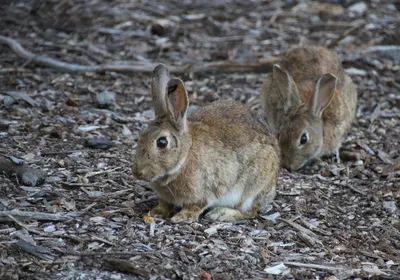 Image of two rabbits in Eastern Australia. Image of two rabbits in Eastern Australia.