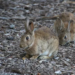 Image of two rabbits in Eastern Australia. Image of two rabbits in Eastern Australia.