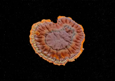 Image of a fungal isolate cultivated from a Penicillium species. The culture is a mix of brown with an orange edge. It is in the center of a dark space background. Image of a fungal isolate cultivated from a Penicillium species. The culture is a mix of brown with an orange edge. It is in the center of a dark space background.
