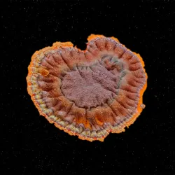 Image of a fungal isolate cultivated from a Penicillium species. The culture is a mix of brown with an orange edge. It is in the center of a dark space background. Image of a fungal isolate cultivated from a Penicillium species. The culture is a mix of brown with an orange edge. It is in the center of a dark space background.