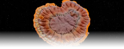 Image of a fungal isolate cultivated from a Penicillium species. The culture is a mix of brown with an orange edge. It is in the center of a dark space background.