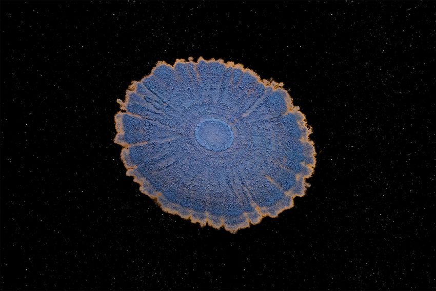 Image of a fungal isolate cultivated from a Penicillium species. The culture is blue with a thin orange edge and is in the center of a dark space background.