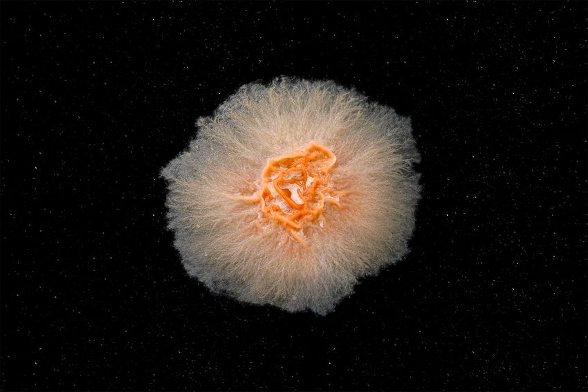 Image of an uncharacterized fungal colony. The culture is an orange color with a lighter orange perimeter. The center of the culture resembles twisting tendrils and is in the center of a dark space background.