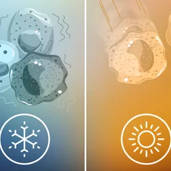 Illustration depicting how environmental changes affect the immune system. On the left, cold temperatures slow the immune system down, and cells are less active. On the right, warm weather promotes immune system activity. Illustration depicting how environmental changes affect the immune system. On the left, cold temperatures slow the immune system down, and cells are less active. On the right, warm weather promotes immune system activity.