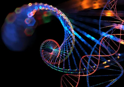 A looping spiral of genomic code. Researchers used genomic analysis to determine a predictive obesity score. A looping spiral of genomic code. Researchers used genomic analysis to determine a predictive obesity score.