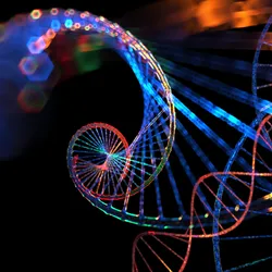 A looping spiral of genomic code. Researchers used genomic analysis to determine a predictive obesity score.