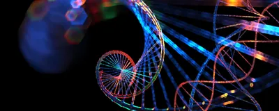 A looping spiral of genomic code. Researchers used genomic analysis to determine a predictive obesity score.