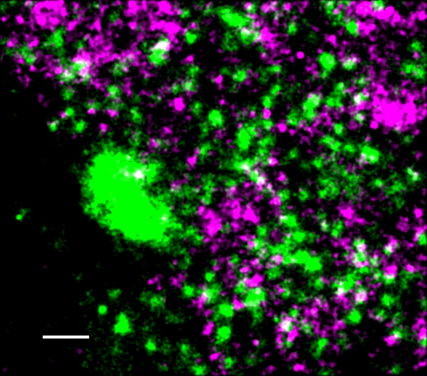 Green and magenta puncta, representing active RNAP II and viral DNA, respectively, on a black background. A horizontal white line on the bottom left corner of the image serves as a scale bar, signifying 500nm. Green and magenta puncta, representing active RNAP II and viral DNA, respectively, on a black background. A horizontal white line on the bottom left corner of the image serves as a scale bar, signifying 500nm.