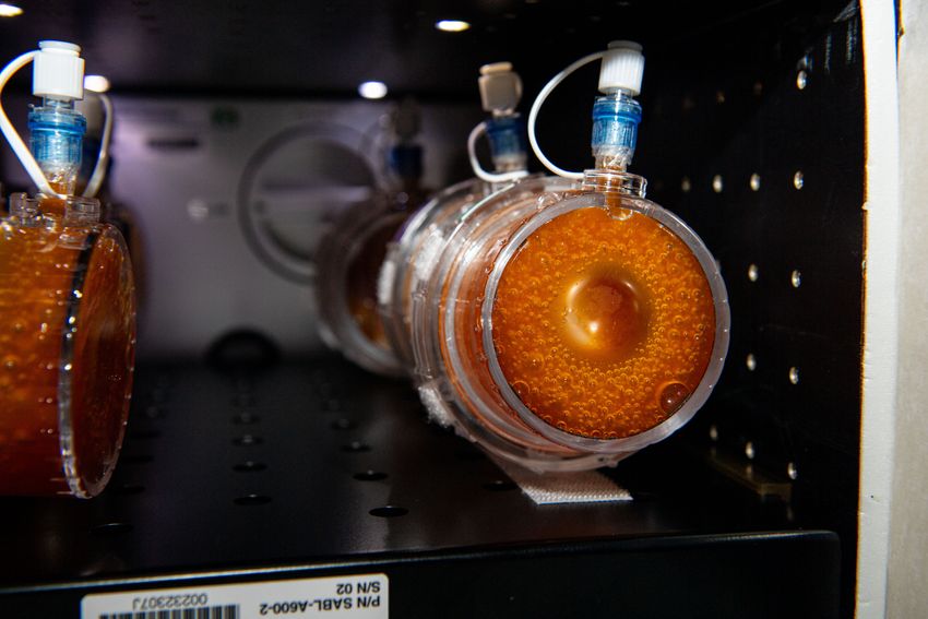 Circular culture dishes containing orange-looking liquid.