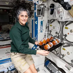 Astronaut Suni Williams displays production packs containing genetically engineered yeast and edible media for incubation to activate yeast growth.