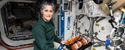 Astronaut Suni Williams displays production packs containing genetically engineered yeast and edible media for incubation to activate yeast growth. Astronaut Suni Williams displays production packs containing genetically engineered yeast and edible media for incubation to activate yeast growth.