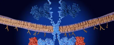 Engineering the Next Generation of CAR T Cells for Solid Tumors