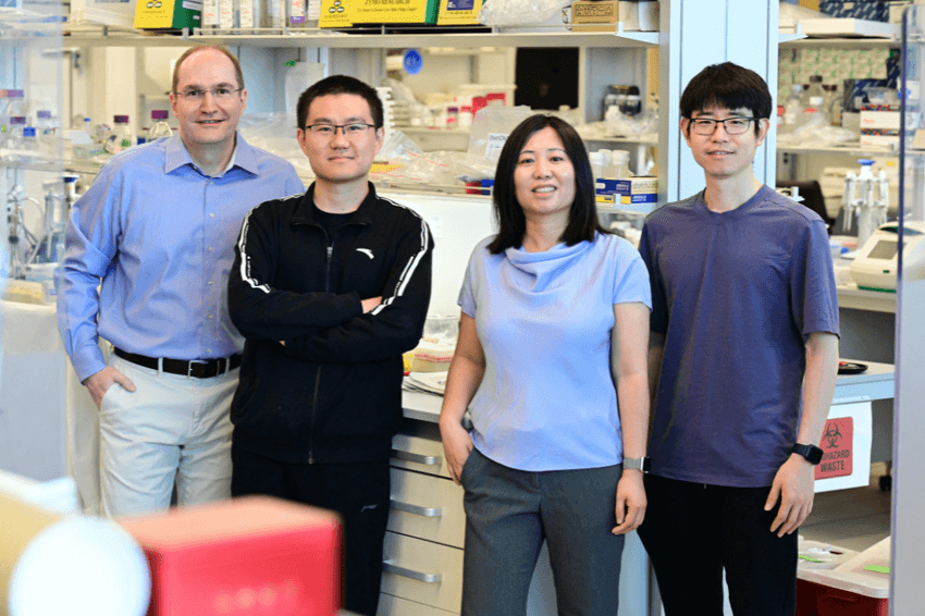 Image of study coauthors Nicolas Svetec, Bing-Jun Wang, Li Zhao, and Junhui Peng. Image of study coauthors Nicolas Svetec, Bing-Jun Wang, Li Zhao, and Junhui Peng.