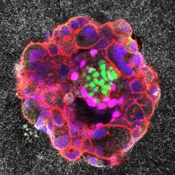 Microscopy image of a multicolored (green, magenta, blue, and green) spherical human embryo implanted on the synthetic matrix (the grainy grey-black background).
