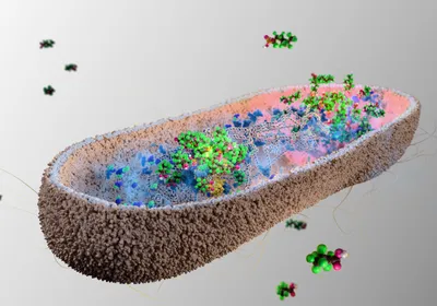3D illustration of a rod-shaped bacteria accumulating PFAS compounds intracellularly. 