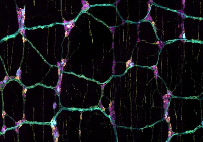 A digitally stitched image of nutrient-sensing neurons (cyan) in the mouse gut, highlighting a subset of inhibitory nerve cells (yellow).