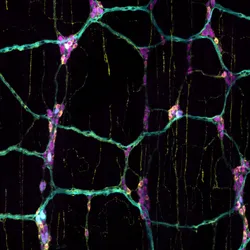A digitally stitched image of nutrient-sensing neurons (cyan) in the mouse gut, highlighting a subset of inhibitory nerve cells (yellow).