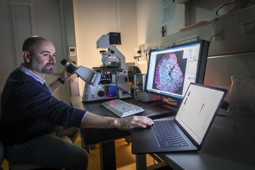 Thomas Kroneis, who studies fetal microchimerism and other rare cell types, looks at a microscopy image on a computer screen.