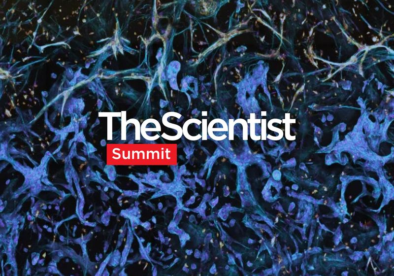 Advanced 3D Cell Models: Bridging the Gap to Therapeutic Effect | The ...