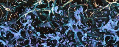 Bridging Advanced 3D Cell Culture and Real-World Discovery Bridging Advanced 3D Cell Culture and Real-World Discovery