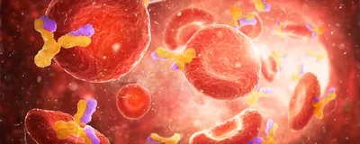 Red bloods cells and proteins flowing inside a blood vessel