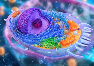 3D-rendered cross section of an animal cell, signifying the importance of cellular environment in directed evolution—proteins intended for use in human cells should not be evolved in bacteria or yeast. 